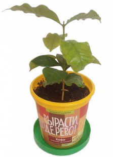 Набор для выращивания растений Вырасти, Дерево! Кофе арабский zk-012