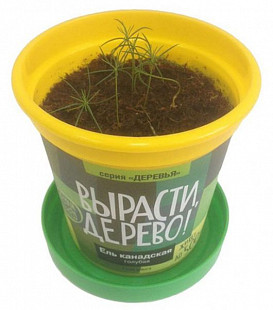Набор для выращивания растений Вырасти, Дерево! Ель канадская голубая zk-048