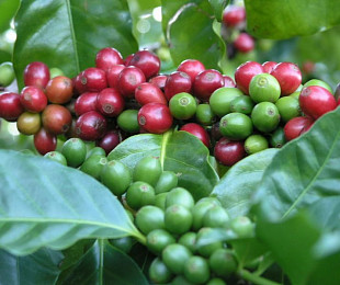 Набор для выращивания растений Вырасти, Дерево! Кофе арабский zk-012