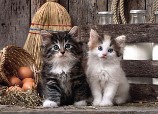 Мозаика Clementoni Котята 1000 эл 39340