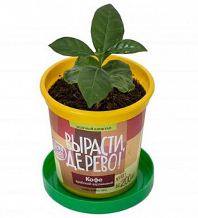 Набор для выращивания растений Вырасти, Дерево! Кофе арабский zk-012