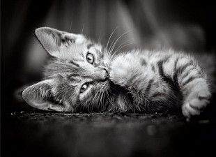 Мозаика Clementoni Котенок 1000 эл 39422