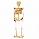 Набор для сборки Haiyuanquan Скелет человека G-P076